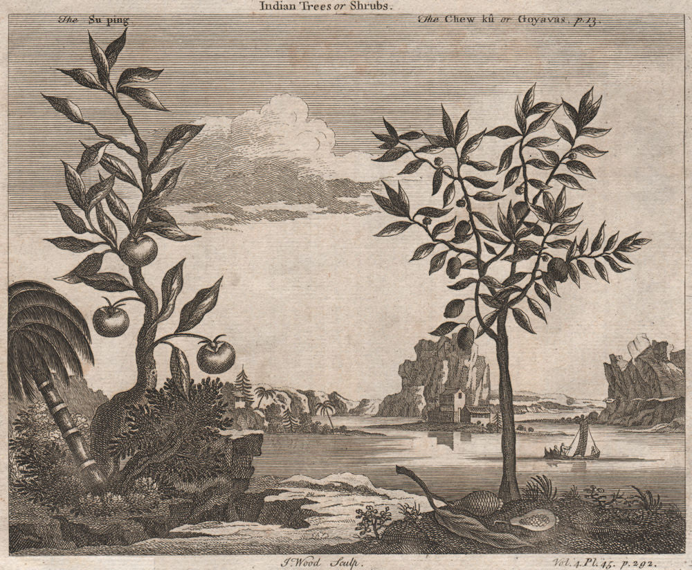 CHINA. 'Indian Trees or Shrubs; The Su ping; The Chew ku or Goyavas' 1746